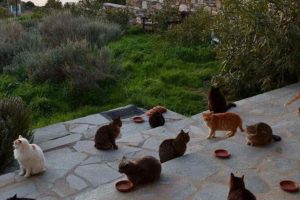 Gatos na Ilha Syros