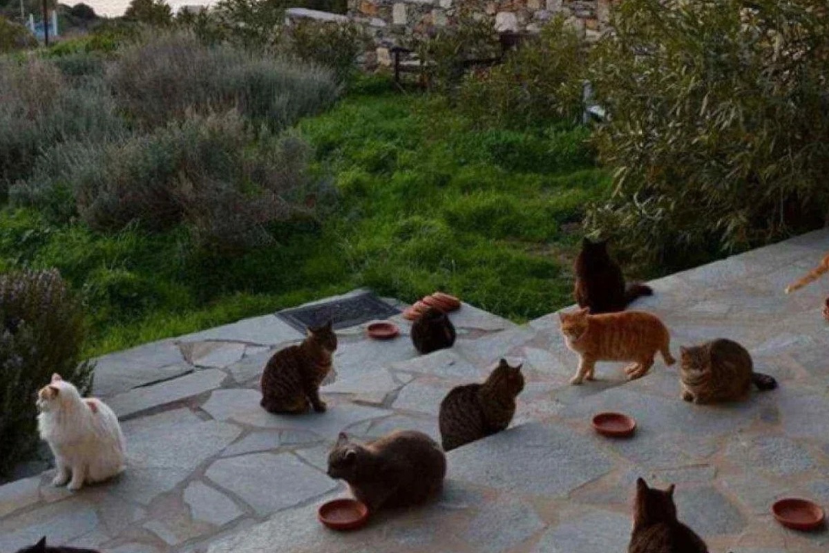 Gatos na Ilha Syros