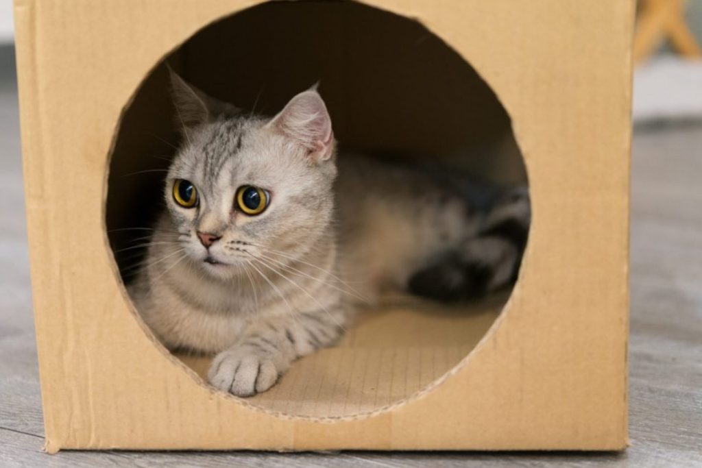 Gato na caixa de papelão