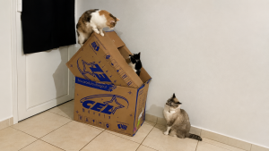 gatos na caixa de papelão