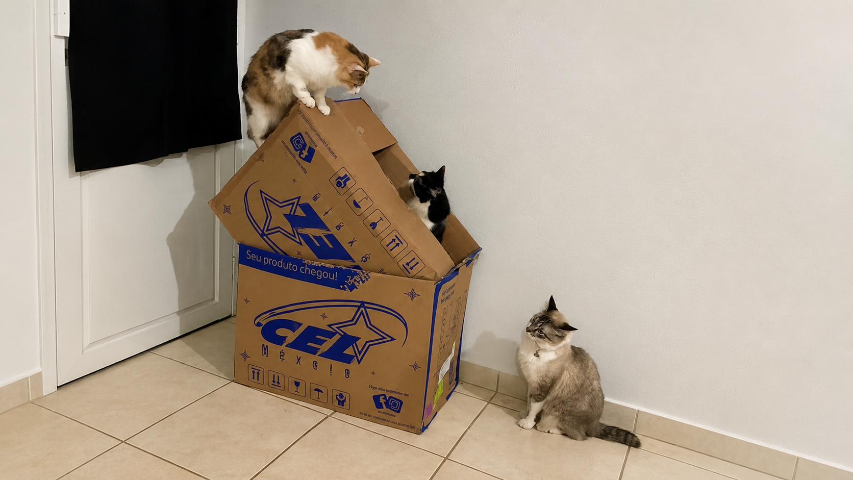 gatos na caixa de papelão