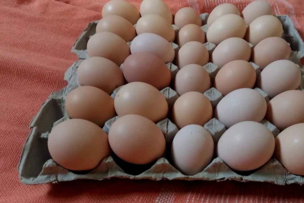 armazenar ovos crus