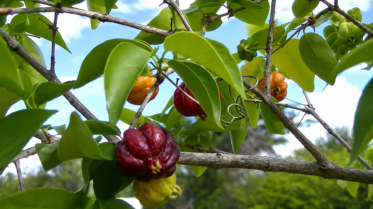 árvore frutífera