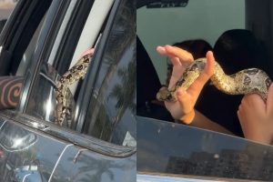 cobra no trânsito de Goiânia