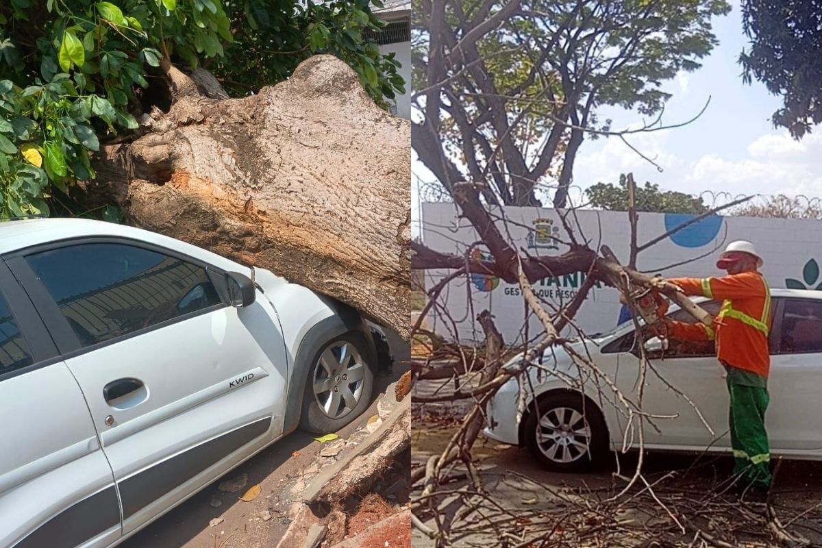 Comurg registra queda de árvores e carros atingidos durante ventania em Goiânia
