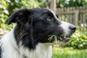 Cachorro comendo grama