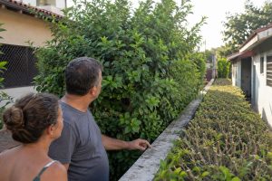 asal planta cerca-viva para ter privacidade e 8 anos depois vizinho corta parte das árvores alegando que galhos e raízes já tinham avançado para seu terreno