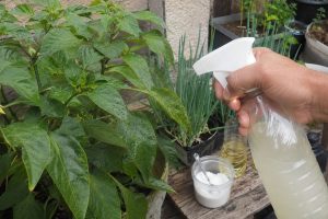 borrifar óleo de cozinha e água nas plantas