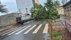 Chuva faz estrago e derruba pelo menos 8 árvores em Anápolis, aponta Defesa Civil