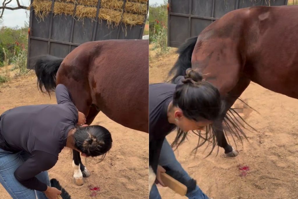 Veterinária goiana leva coice de cavalo enquanto explicava cuidados com o animal