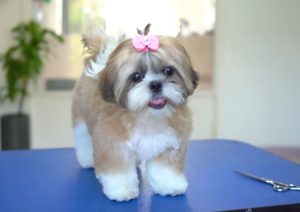 cachorros pequenos