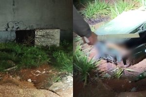 Corpo é encontrado dentro de mala em avançado estado de decomposição em lote baldio de Goianira