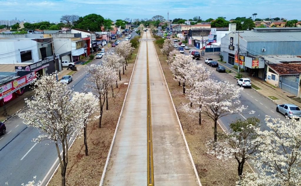 Ipês-brancos florescem em Goiânia e impressionam moradores pela beleza