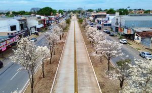 Ipês-brancos florescem em Goiânia e impressionam moradores pela beleza