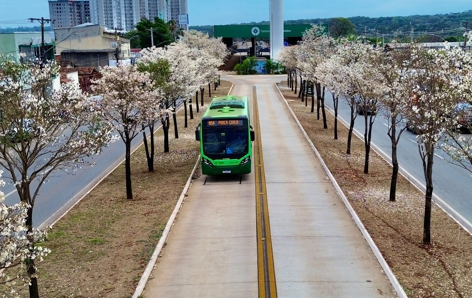 Ipês-brancos florescem em Goiânia na época de estiagem. (Foto: Joabe Mendonça)