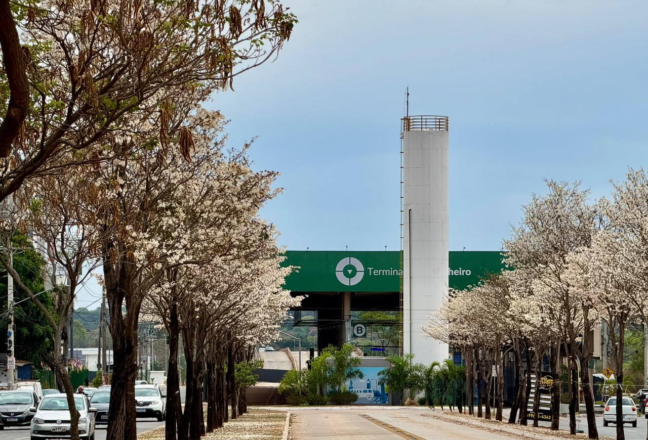 Ipês-brancos florescem em Goiânia na época de estiagem. (Foto: Joabe Mendonça)