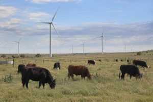 criação de gados e produção de energia eólica