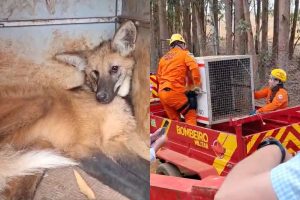 Lobo-guará apresentava ferimento em uma das patas traseiras e dificuldade para se locomover quando foi encontrado. (Foto: Reprodução/Corpo de Bombeiros)