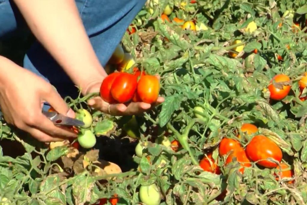 Colheita de tomate em Goiás