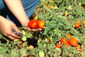 Colheita de tomate em Goiás