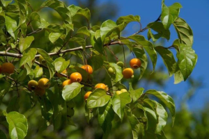 fruta