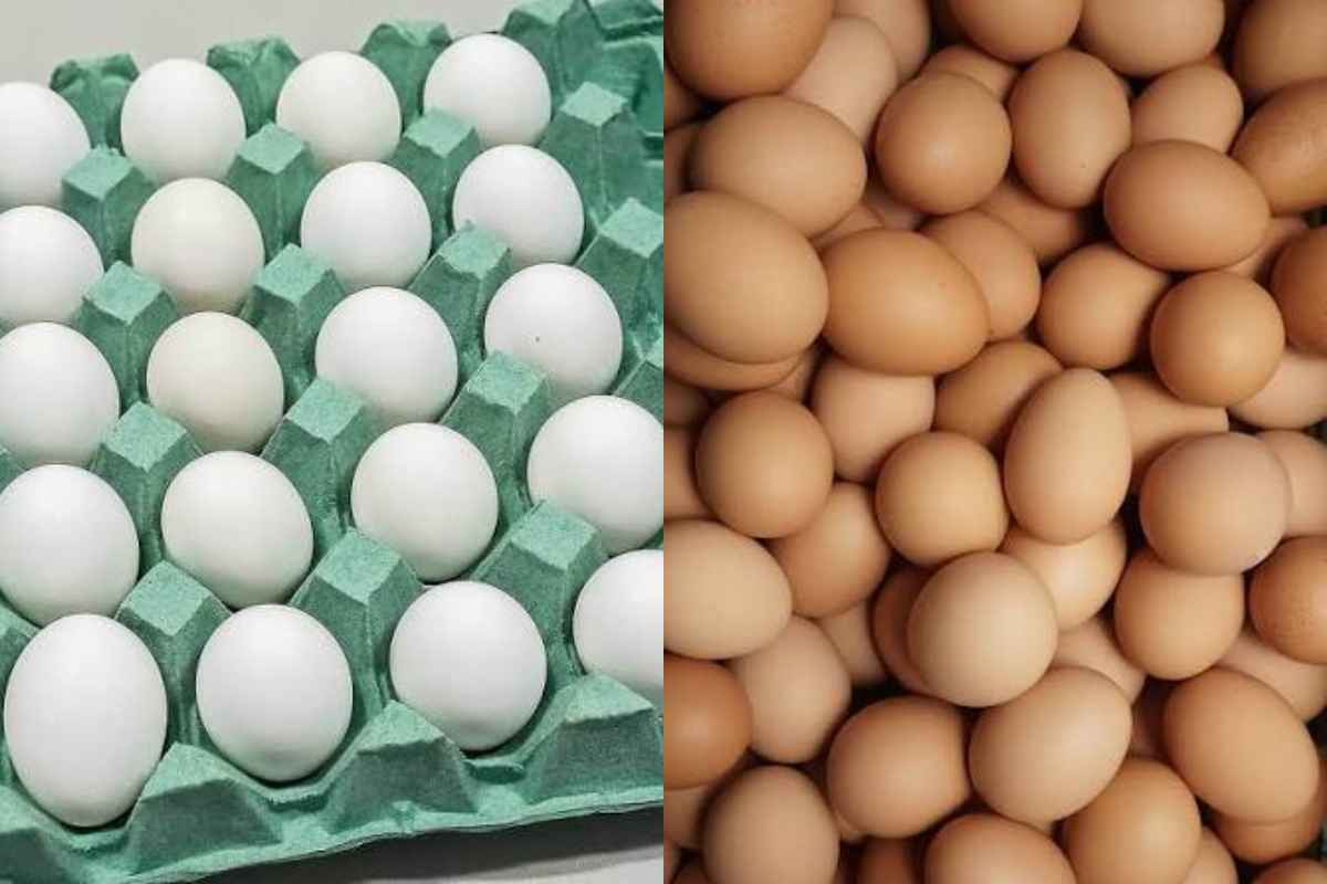 ovo branco e ovo marrom