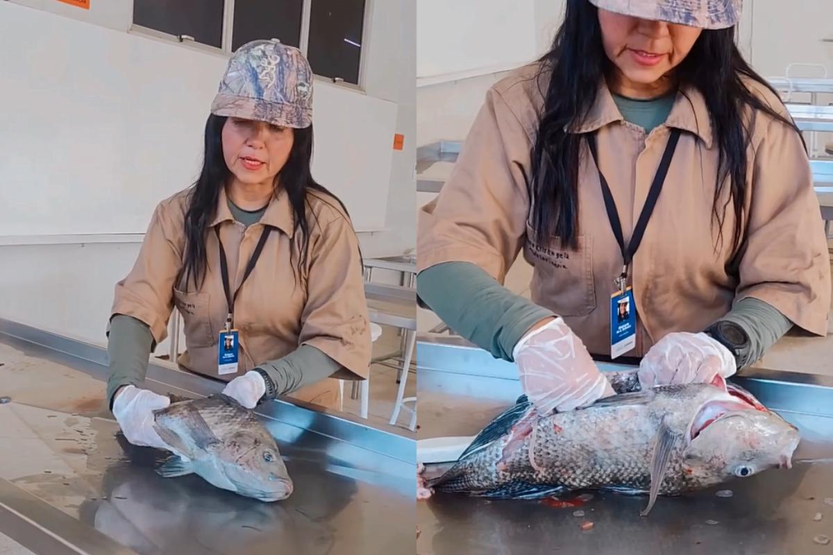 peixes mortos no parque ipiranga