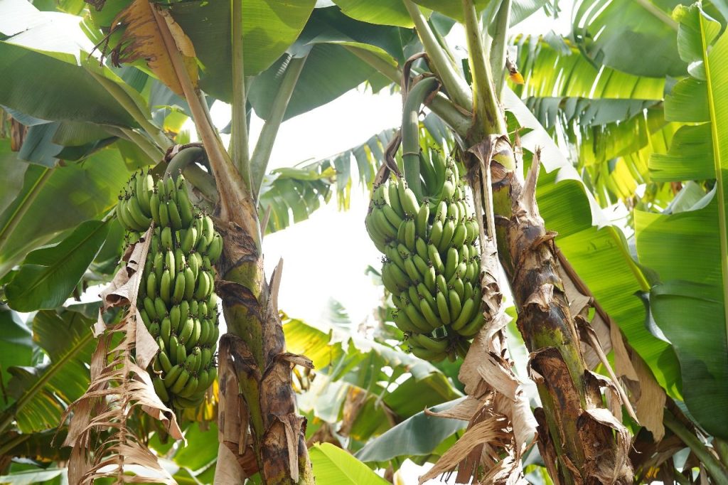 Anápolis produziu 27.745 toneladas de banana em 2025 e ficou na primeira posição em Goiás. (Foto: Reprodução/Prefeitura de Anápolis)