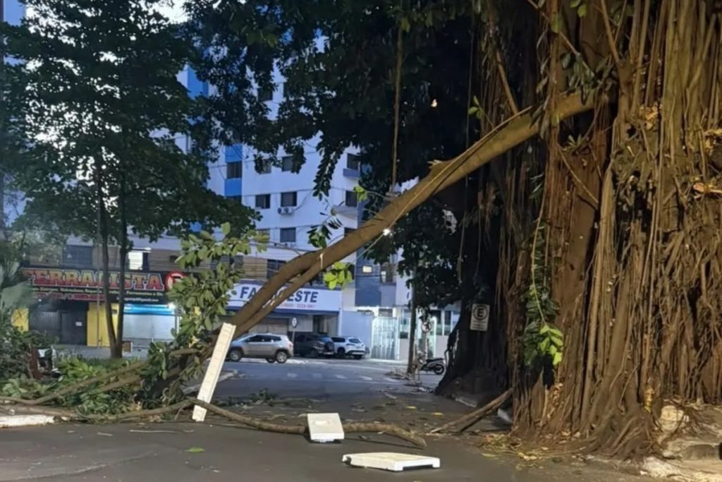 Praça da Cirrose recebe sinalização após queda de galho e alerta sobre risco em árvores