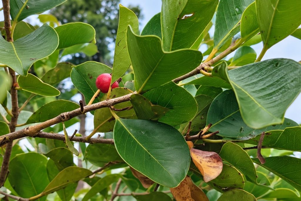 araçá vermelho