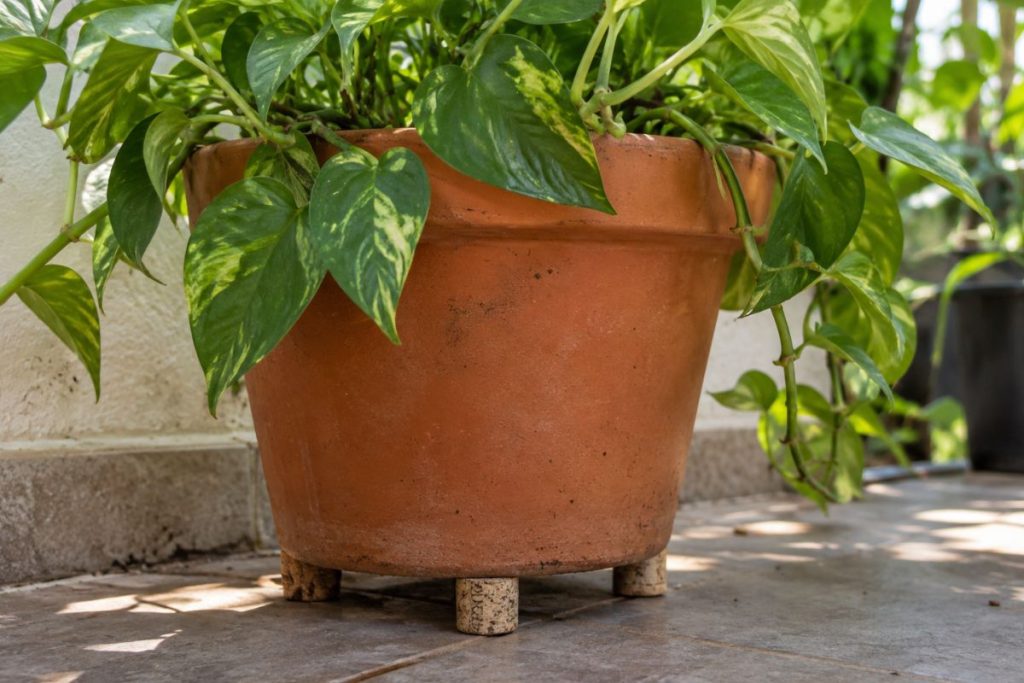 rolhas embaixo do vaso de plantas