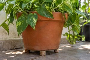 rolhas embaixo do vaso de plantas