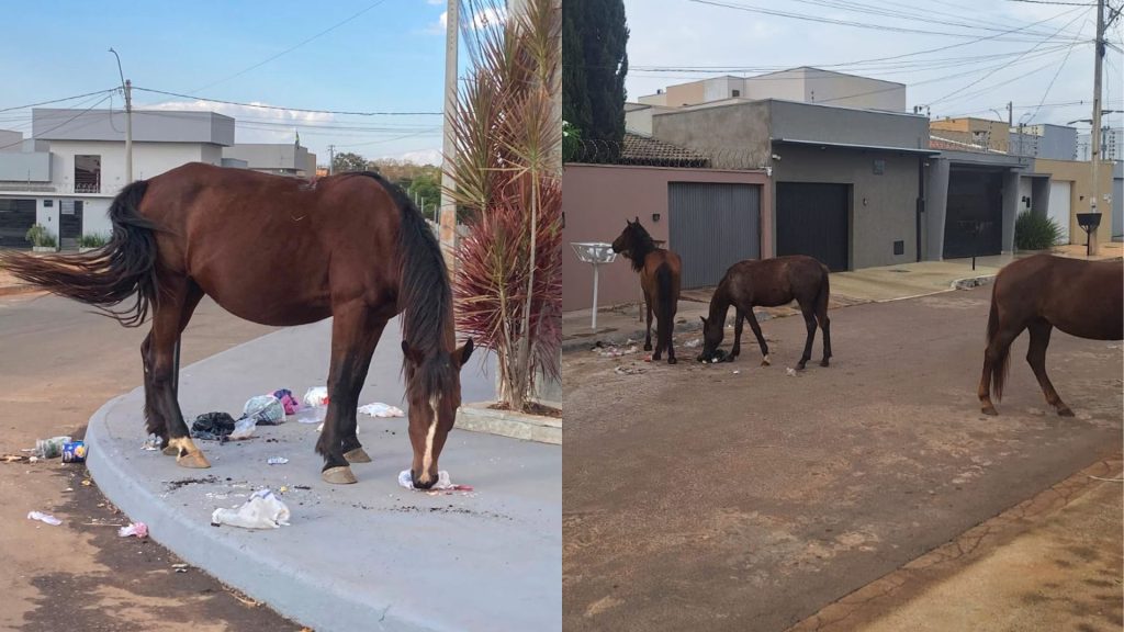 Cavalos são flagrados comendo lixo e ocupando ruas de bairro em Anápolis há meses.