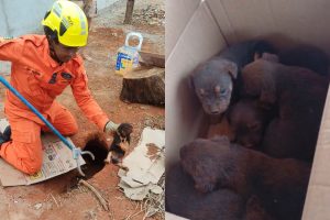 Bombeiros resgatam filhotinhos que estavam presos em buraco em Caldas Novas