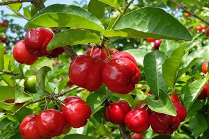 pé de acerola