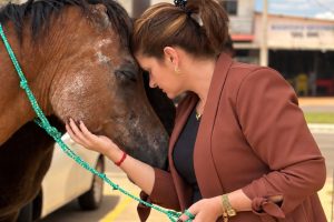 Cavalos no perímetro urbano: quando a criação inadequada coloca animais e pessoas em risco