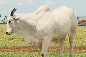 A vaca mais cara do mundo é brasileira, nasceu no Paraná, vale R$ 54 milhões, pesa 1 tonelada, produz cerca de 100 óvulos por mês e seus embriões podem valer R$ 1 milhão cada