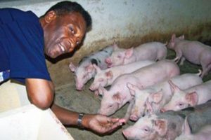 Longe dos holofotes, Pelé tinha fazenda de quase 700 hectares, com 30 suítes, 3 piscinas, 18 tanques de peixe, 2 capelas e curral para 500 cabeças de gado, um verdadeiro refúgio deixado para a família