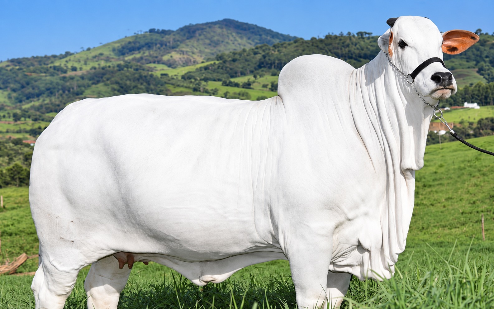 Vaca nascida em Goiás foi vendida por R$ 21 milhões e entrou para o Guinness como a mais cara do mundo