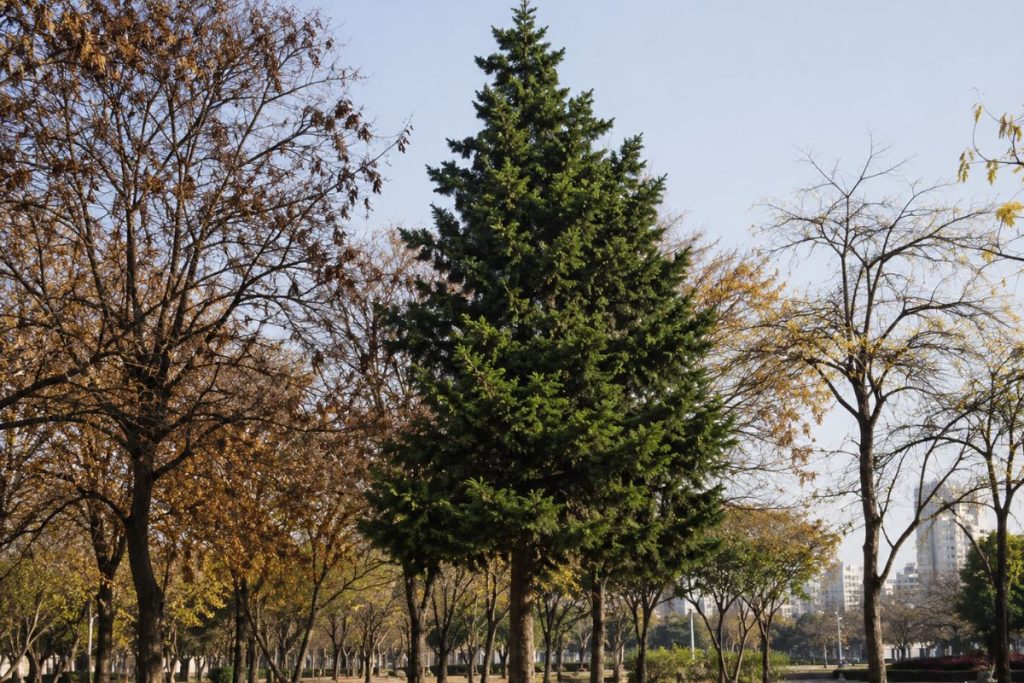 árvore