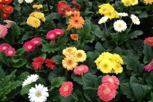 A planta que floresce em várias cores, cresce bem em vaso e é uma ótima escolha para presentear alguém amado