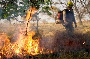 População deve evitar queimadas em lotes e dar destinação correta ao lixo e aos restos de poda. (Foto: Divulgação)