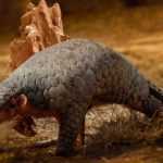 Manis aurita, uma "nova" espécie de Pangolim