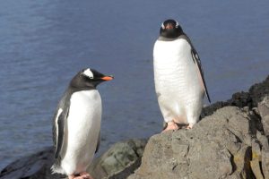 pinguins