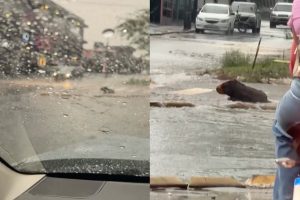 Motorista confundiu um tronco levado pela enxurrada com uma capivara durante forte chuva em Goiânia. (Foto: Reprodução/Redes sociais)