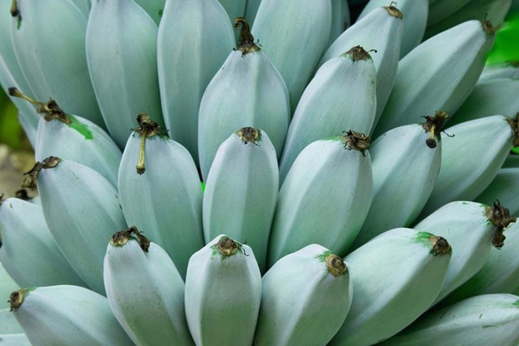 banana blue java