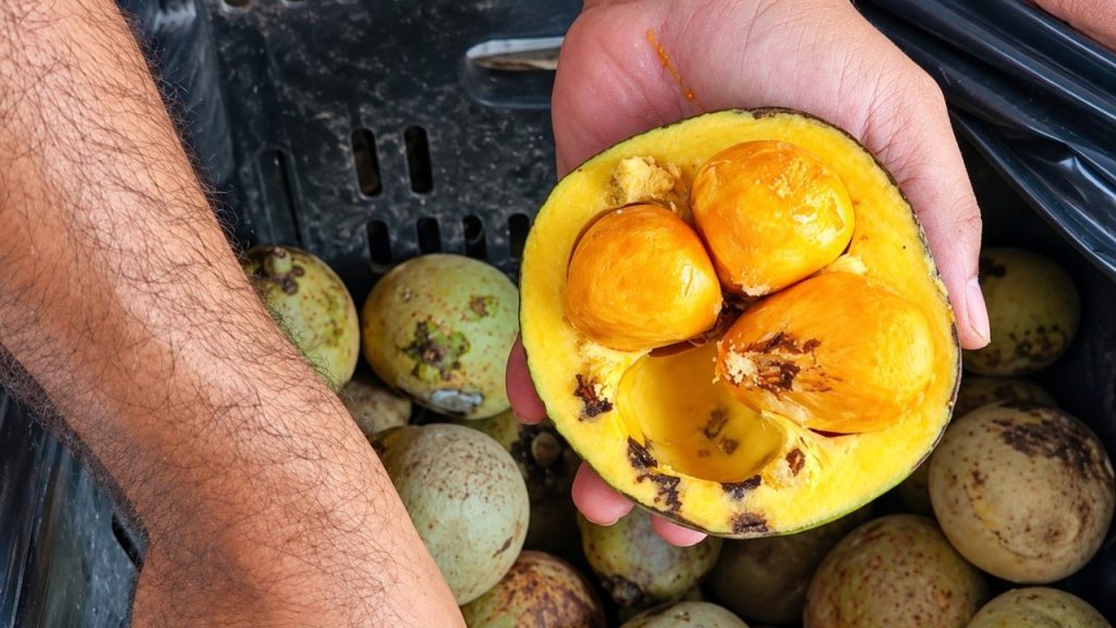 Agrônomos goianos concordam: a melhor forma de fazer o pé de pequi produzir não é regar mais, mas respeitar o ciclo do Cerrado