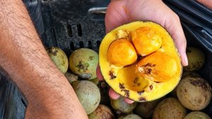 Agrônomos goianos concordam: a melhor forma de fazer o pé de pequi produzir não é regar mais, mas respeitar o ciclo do Cerrado