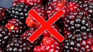 fruta do Cerrado