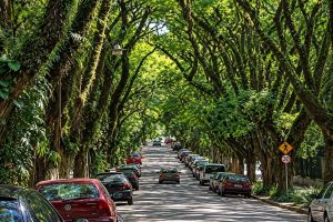 Árvores formam túnel verde sobre a Rua Gonçalo de Carvalho, em Porto Alegre.